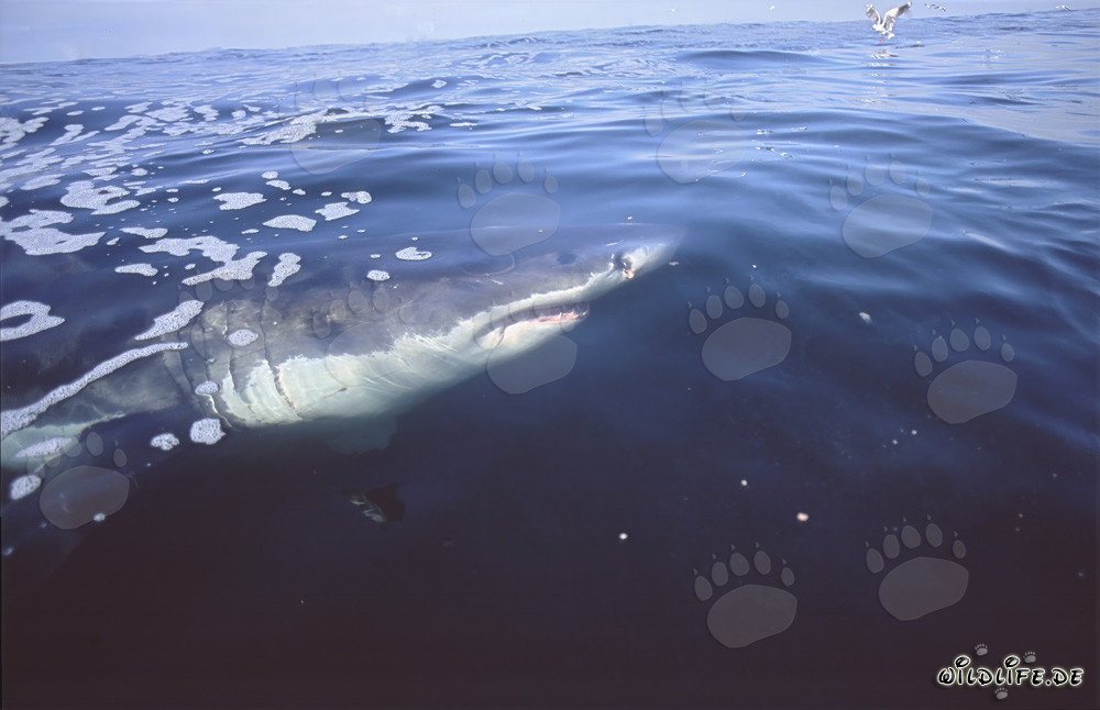 Tiburón blanco en la superficie del agua