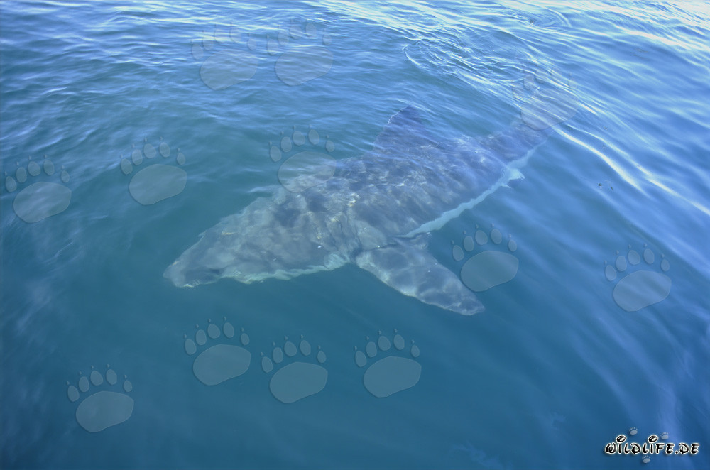 Grand requin blanc fascinant au large de la côte sud-africaine