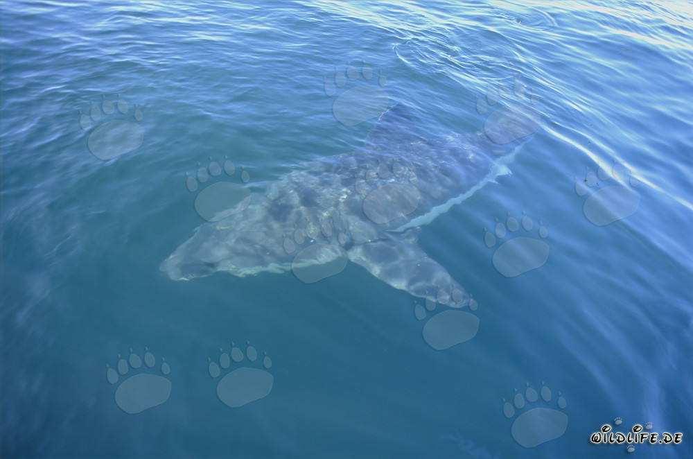 Fascinating Great White Shark off the coast of South Africa