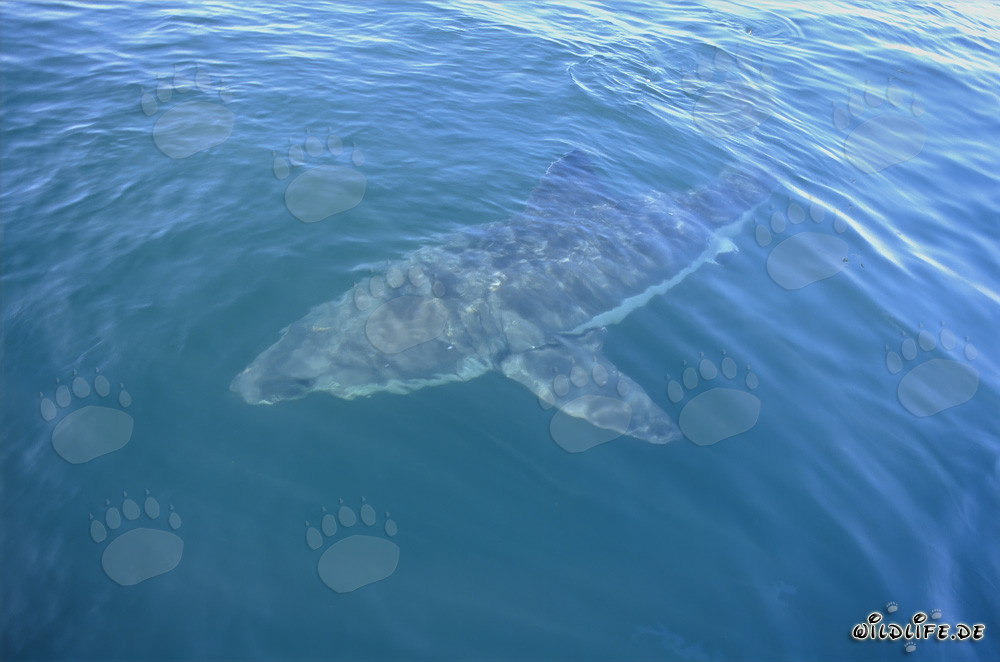 Affascinante squalo bianco al largo della costa sudafricana