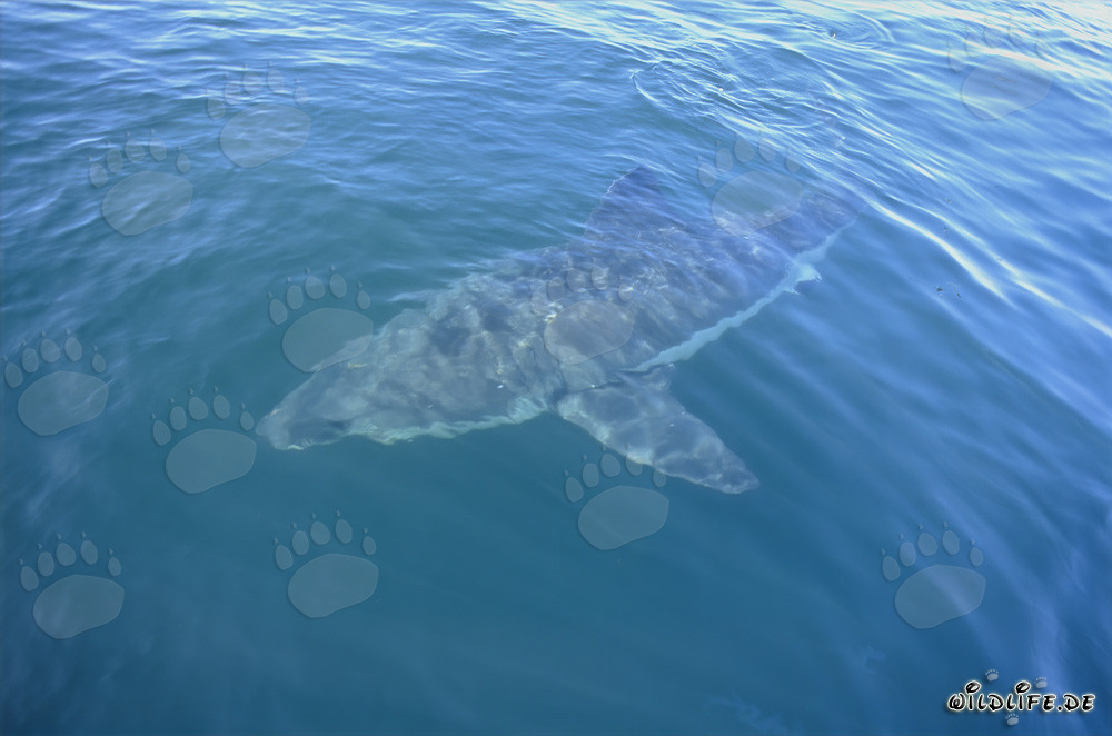 Fascinante tiburón blanco frente a la costa de Sudáfrica