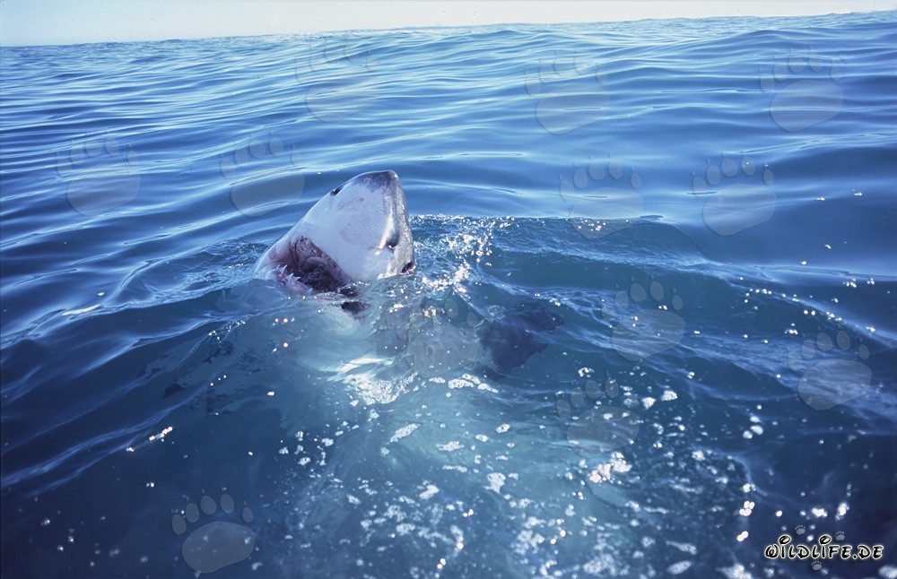 Impressive Great White Shark emerging from the water