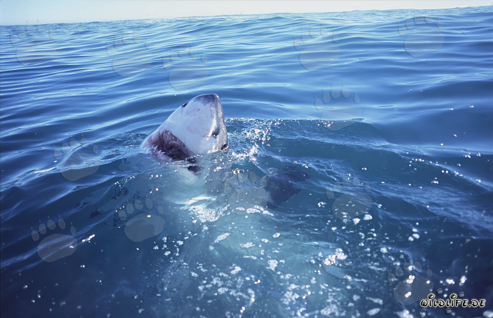 Grand requin blanc surgit de l'eau
