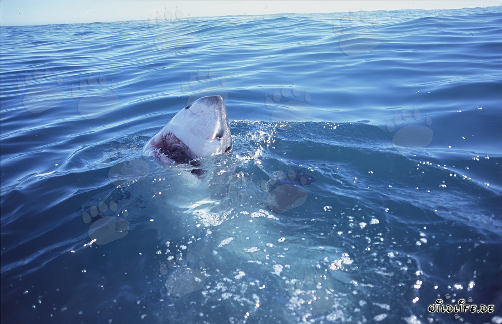 Gran tiburón blanco emerge del agua