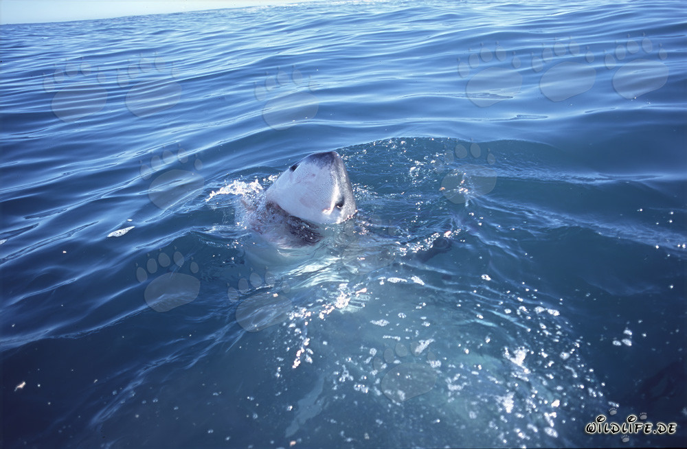 Fascinante Gran Tiburón Blanco frente a la costa de Gansbaai