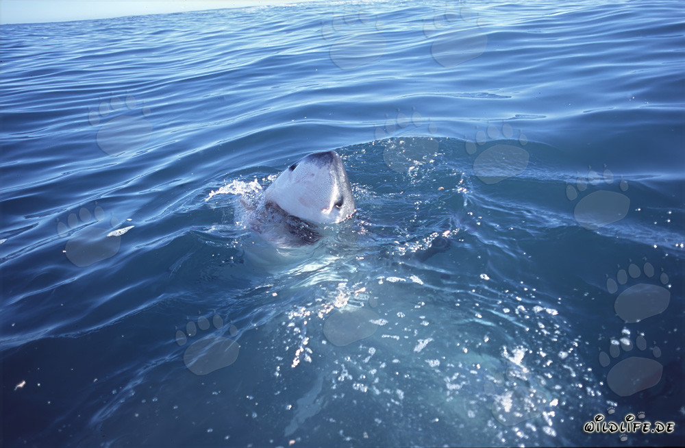 Grand requin blanc fascinant au large de Gansbaai