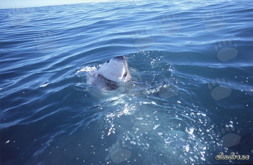 Affascinante Squalo Bianco al largo di Gansbaai