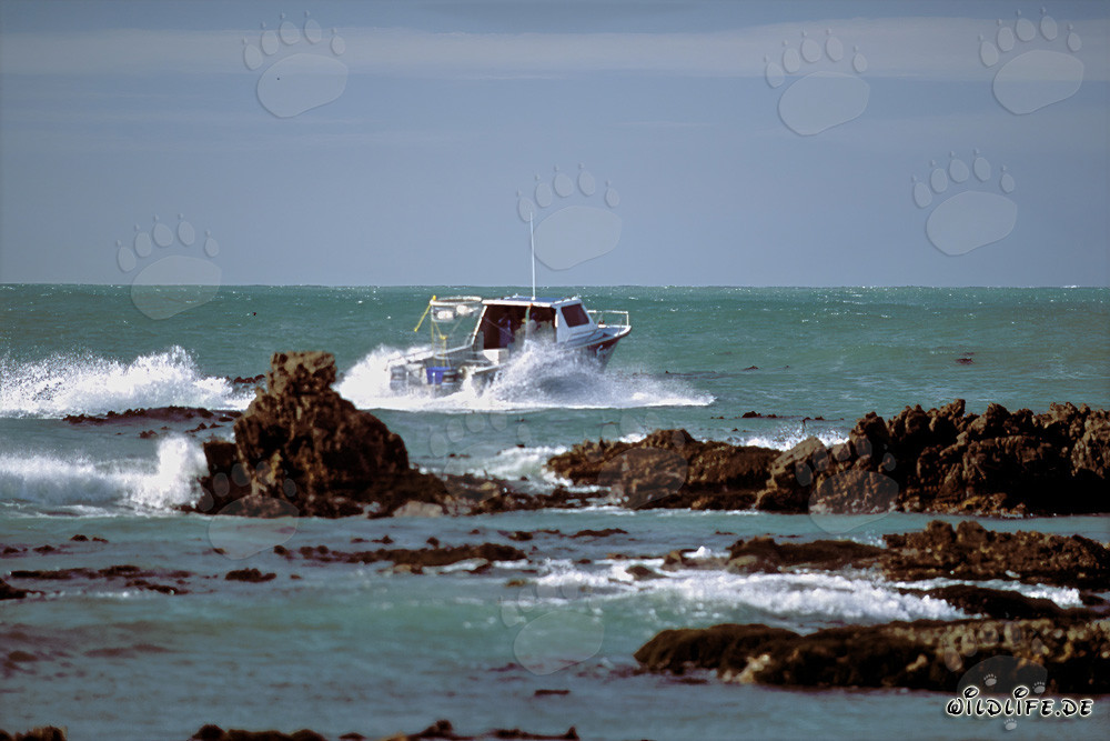 Diving boat from Andre Hartman heading to encounter Great White Sharks near Dyer Island