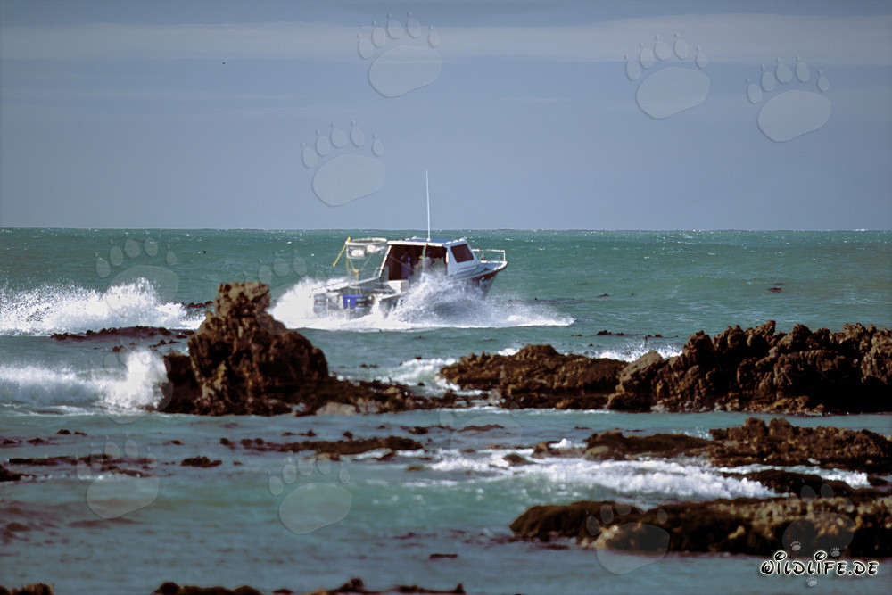 Submarino de Andre Hartman camino al encuentro con tiburones blancos frente a la Isla Dyer