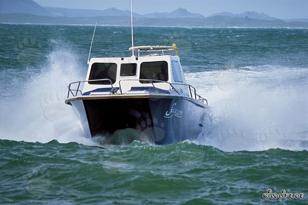 Tauchboot von Andre Hartman vor Dyer Island in stürmischer See