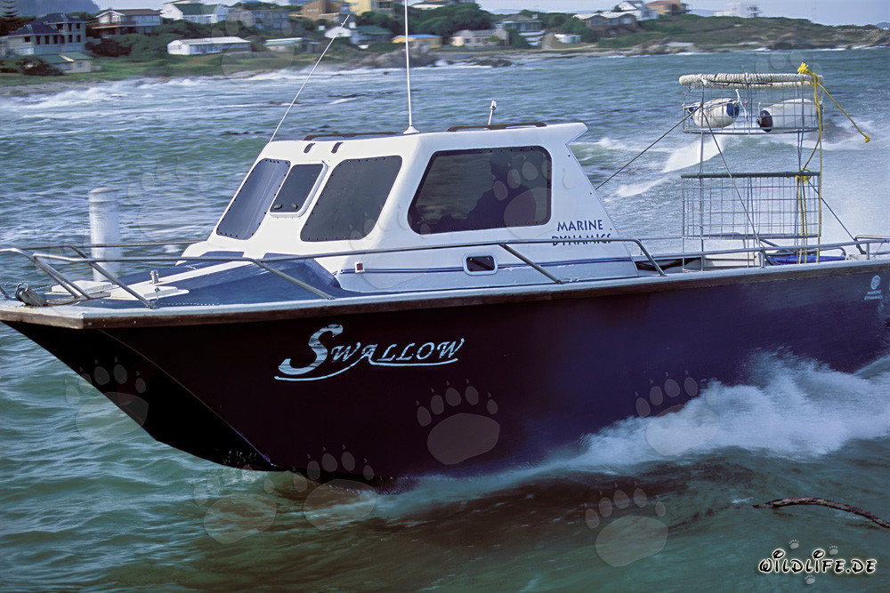 Diving Boat by Andre Hartman near Dyer Island in South Africa