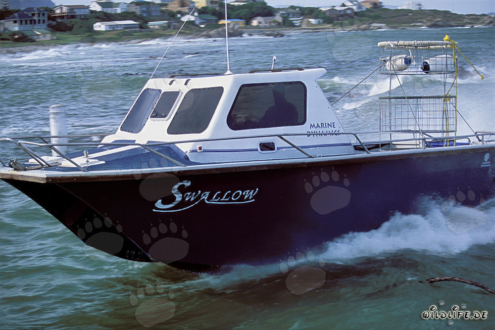 Tauchboot von Andre Hartman vor Dyer Island in Südafrika