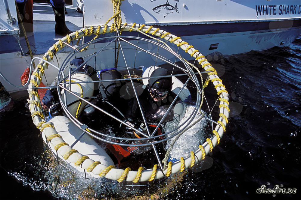 Observer les grands requins blancs dans une cage de plongée près de l'île Dyer