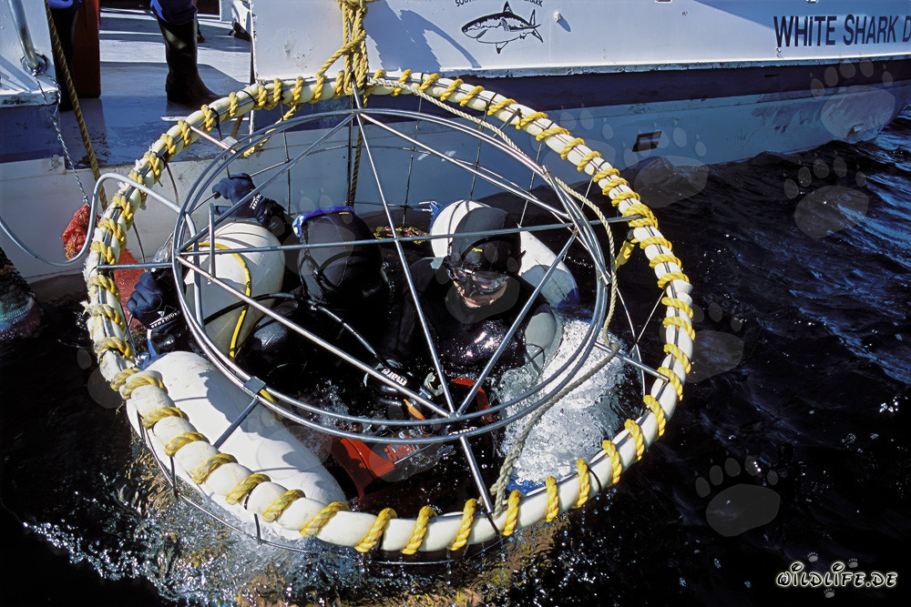 Observing Great White Sharks in a Shark Cage near Dyer Island