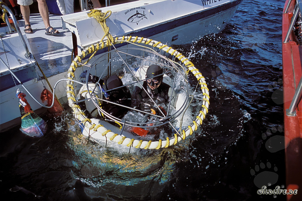 Expérience de plongée fascinante dans une cage à requins devant l'île Dyer
