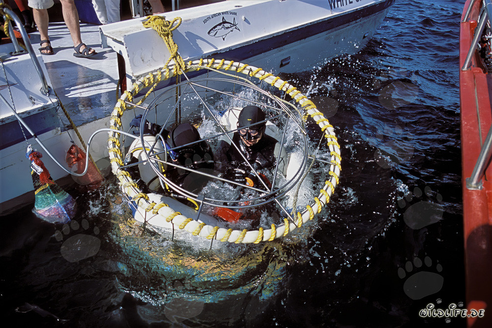 Fascinating diving experience in the shark cage off Dyer Island