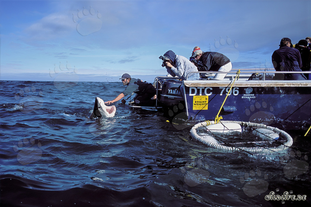 Expert fascinant des grands requins blancs Andre Hartman en action