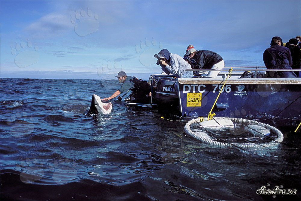 Fascinating Great White Shark Expert Andre Hartman in Action