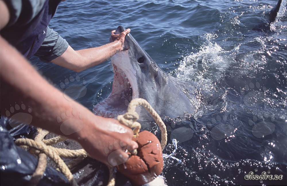 Michael Rutzen touches the nose of the Great White Shark