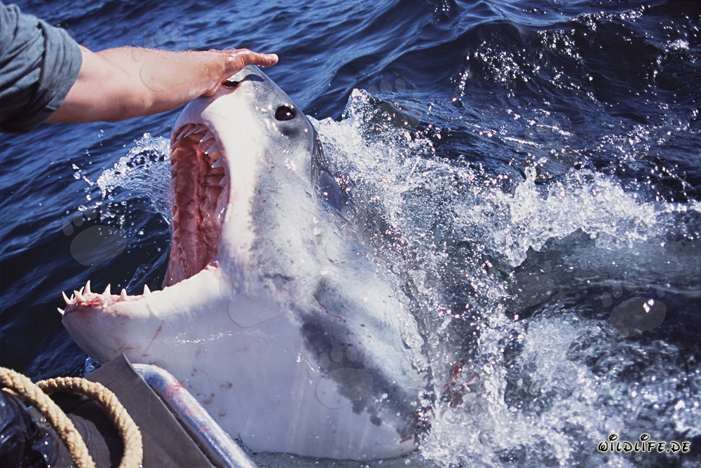 Le Grand Requin Blanc fascinant ouvre sa gueule à la surface de l'eau