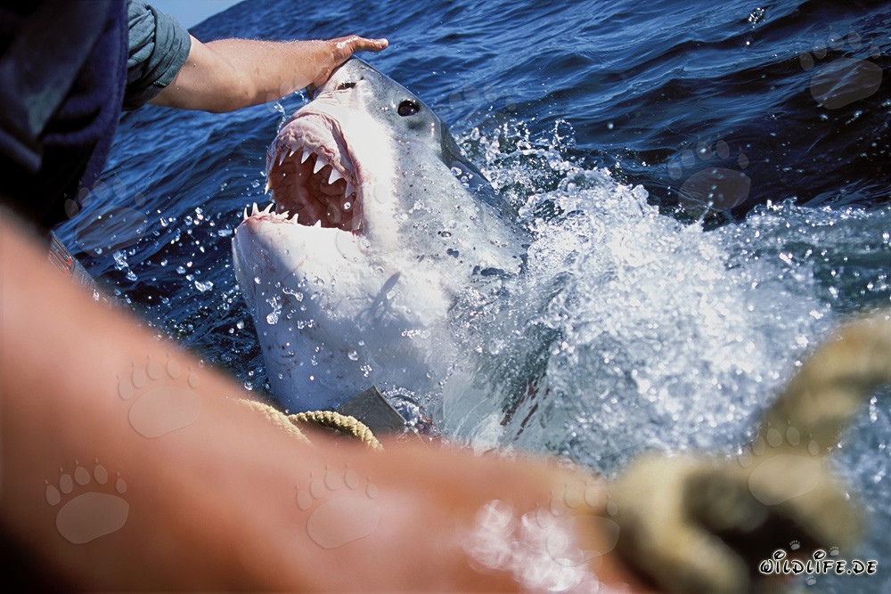Great White Shark opening its jaws - Michael Rutzen in action