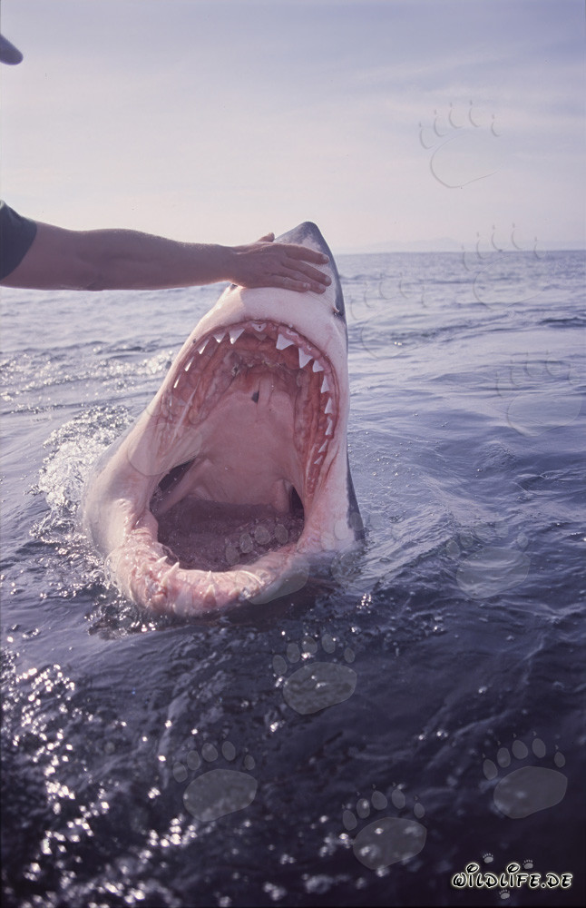 Vue fascinante dans la gueule du grand requin blanc