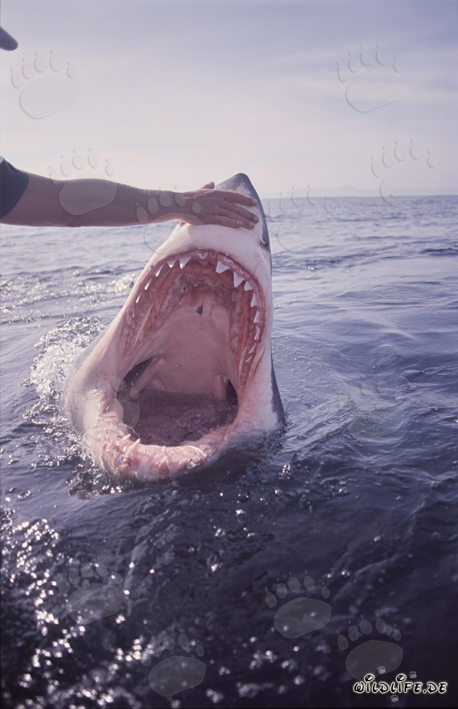 Fascinating view inside the mouth of the Great White Shark
