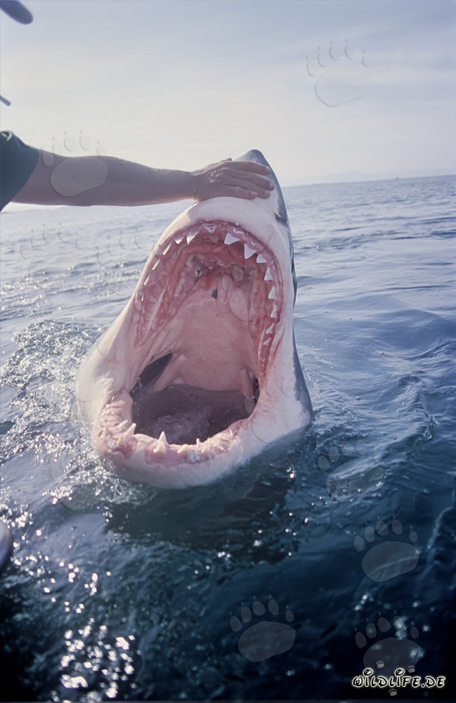 Plongée fascinante dans la gueule du grand requin blanc