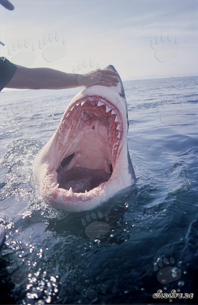 Fascinating glimpse into the mouth of the Great White Shark