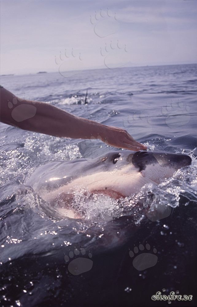 Fascinating Great White Shark observing the outstretched hand