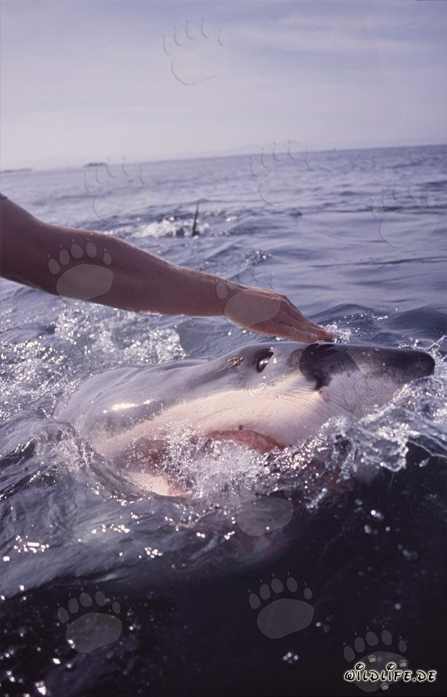 Requin blanc fascinant observant la main tendue