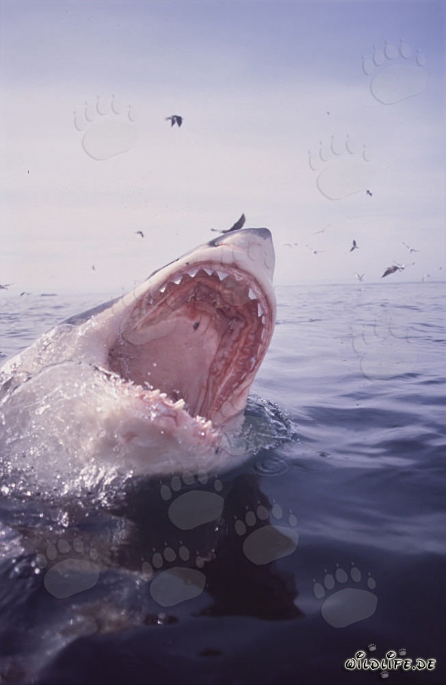 Great White Shark with wide open jaws and seabirds