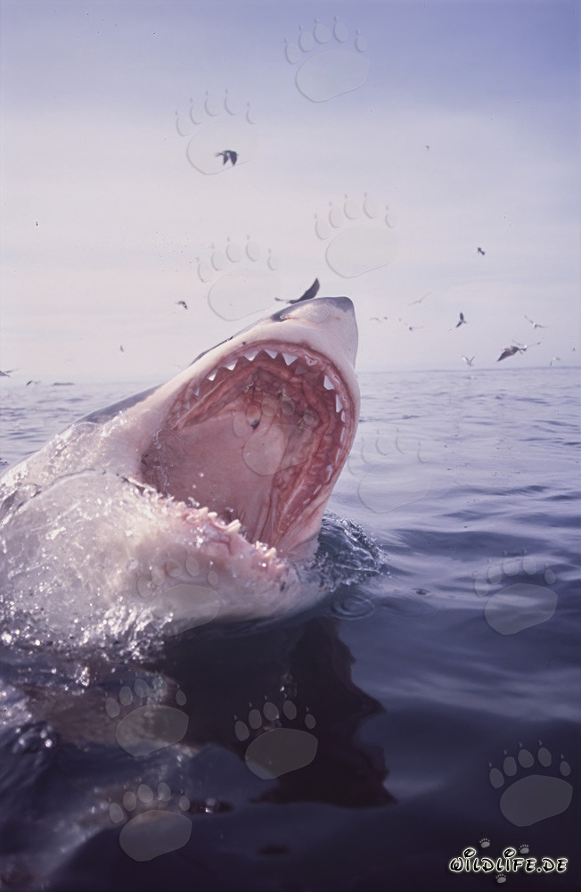 Grand requin blanc avec la gueule grande ouverte et des oiseaux de mer