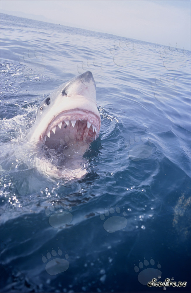 Gran tiburón blanco muestra su temida mandíbula en la superficie del mar
