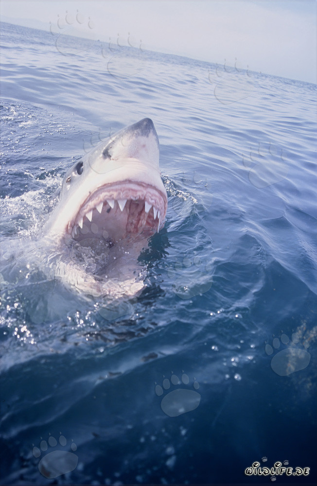 Great White Shark displays its fearsome jaws at the sea surface