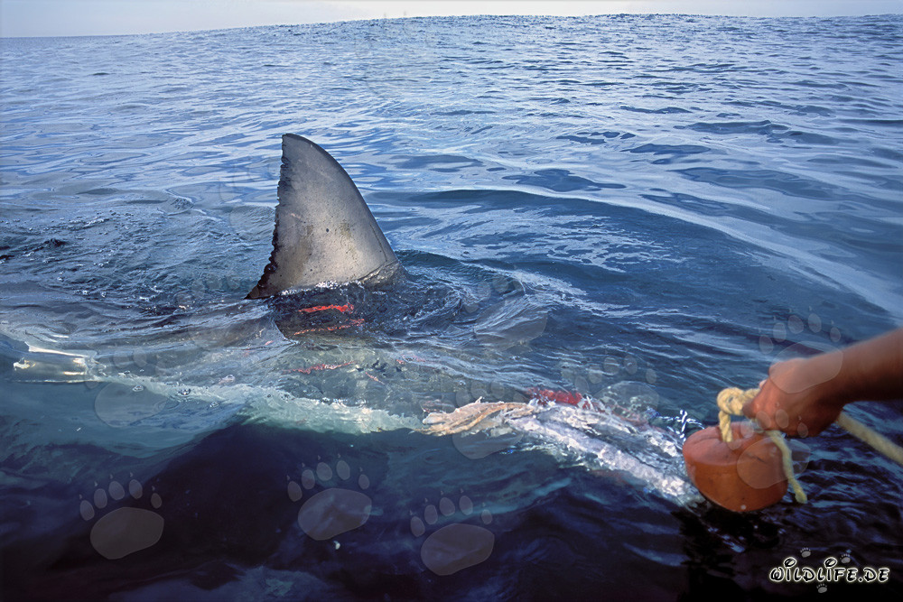 Fascinante nageoire dorsale de grand requin blanc directement près du bateau en Afrique du Sud