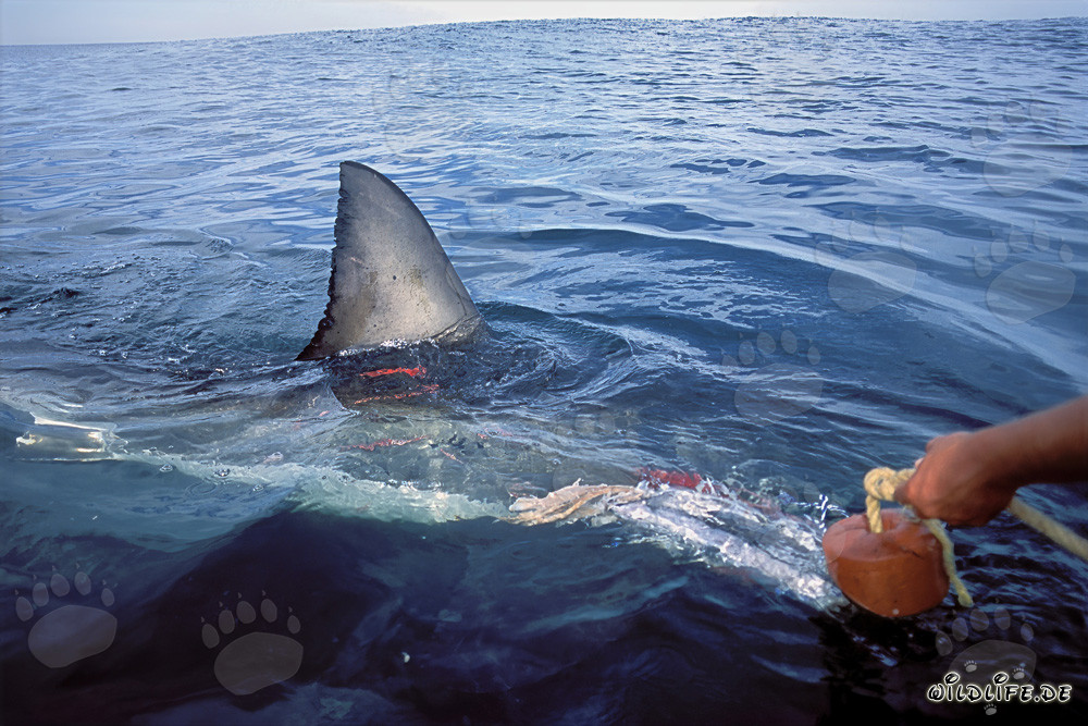 Fascinating Great White Shark Dorsal Fin right on the Boat in South Africa