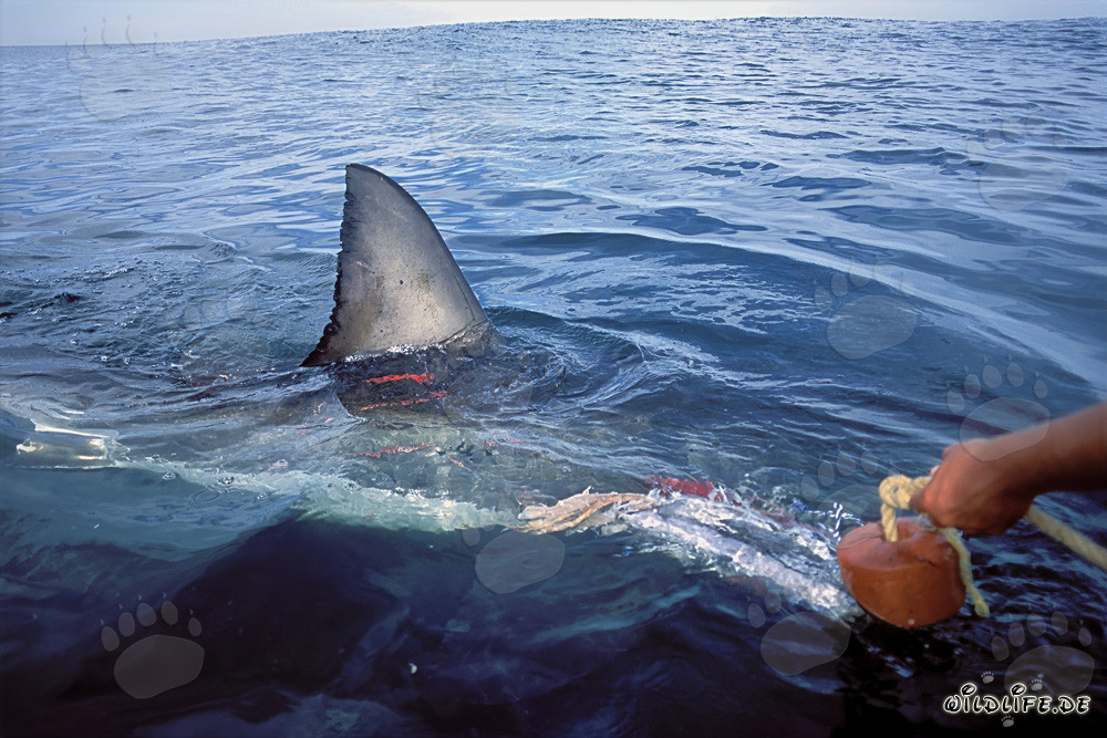 Fascinante aleta dorsal de tiburón blanco directamente junto al barco en Sudáfrica