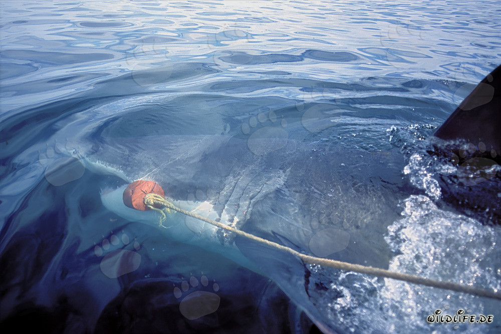 Grand requin blanc impressionnant attrape un appât devant Gansbaai, Afrique du Sud