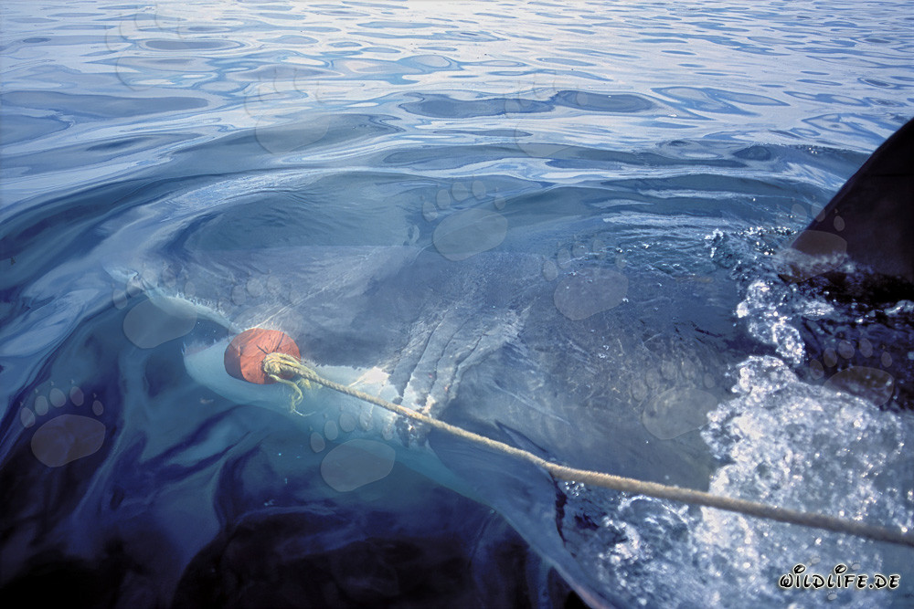 Impressive Great White Shark reaching for bait off Gansbaai, South Africa