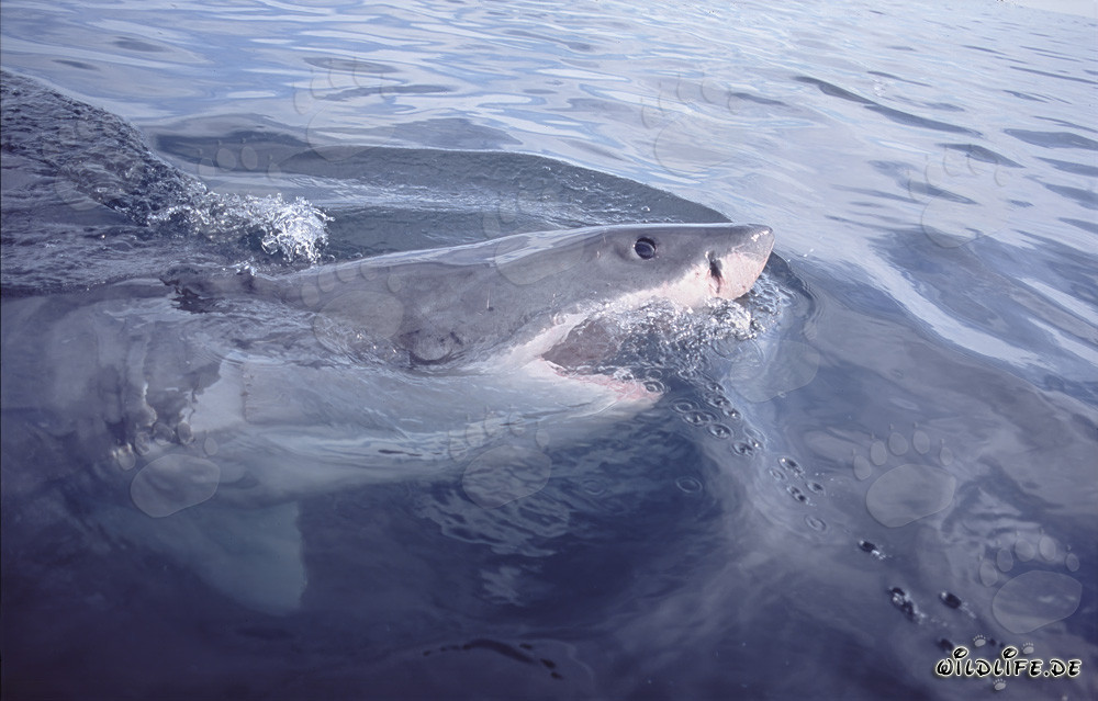 Grand requin blanc - Chasseur redoutable des grandes profondeurs