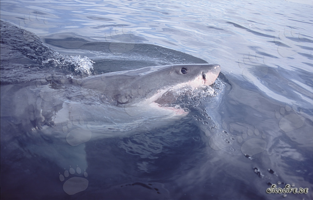 Great White Shark - Dangerous Hunter of the Deep Sea