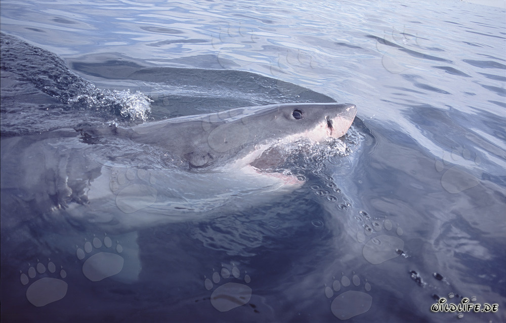Tiburón blanco - Peligroso cazador de las profundidades marinas