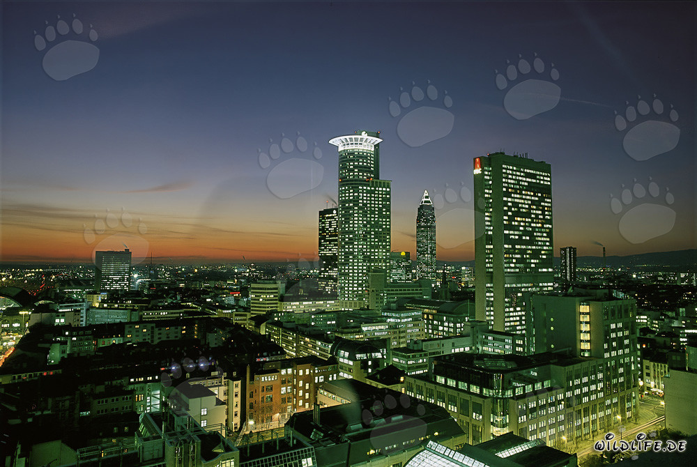 Superbe skyline de Francfort de nuit