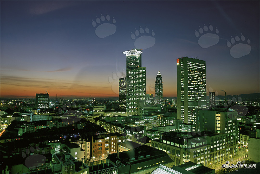Faszinierende Skyline von Frankfurt bei Nacht