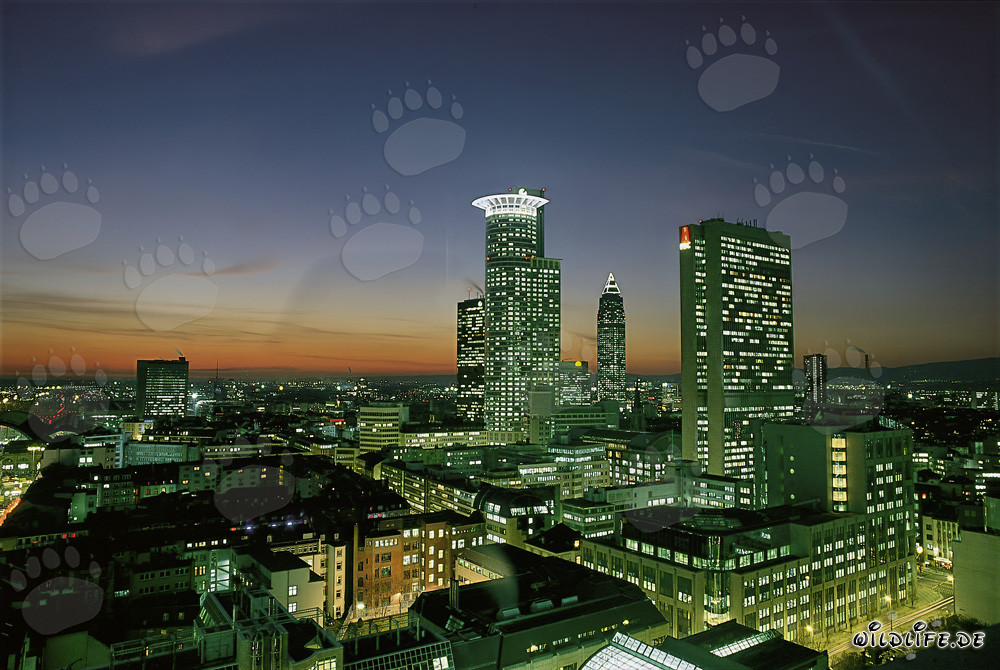 Fascinante skyline de Frankfurt de noche