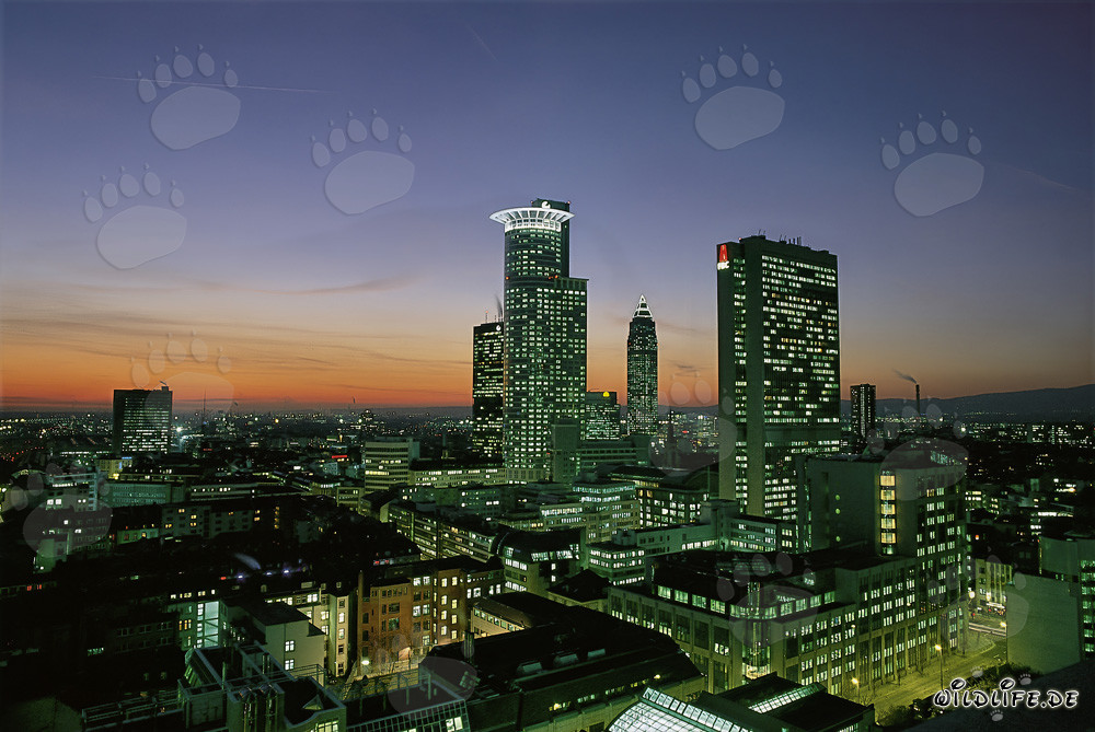 Skyline fascinante de Francfort de nuit