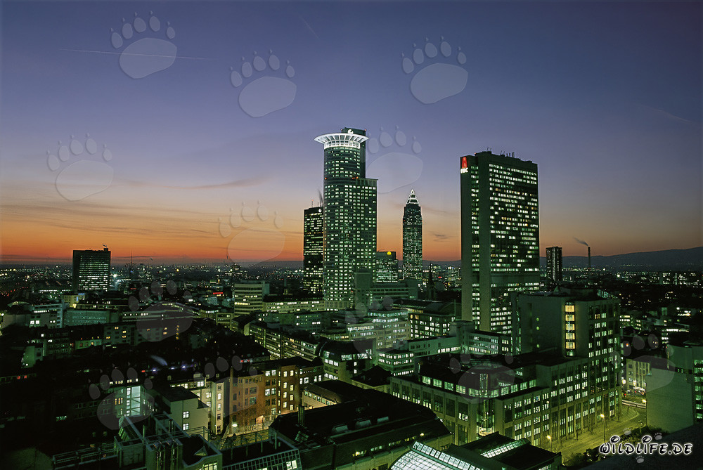 Faszinierende Skyline von Frankfurt bei Nacht