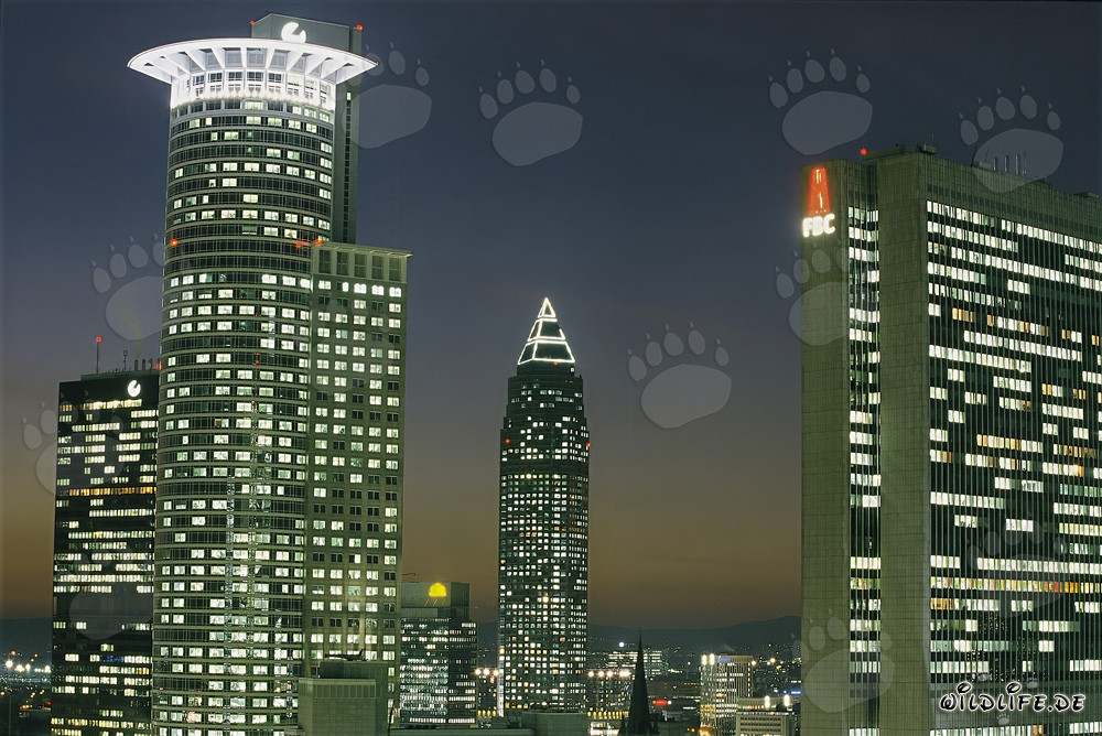 Frankfurt Skyline at Night - Financial Metropolis in the Glow of Lights