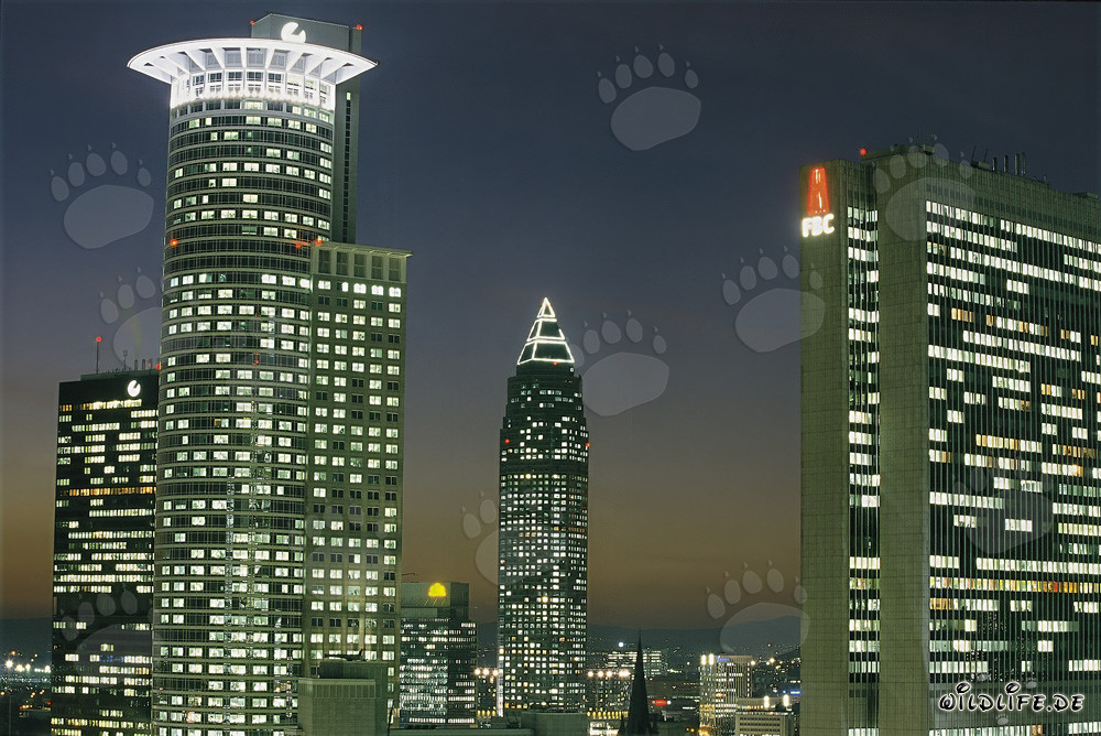 Frankfurter Skyline bei Nacht - Finanzmetropole im Glanz der Lichter